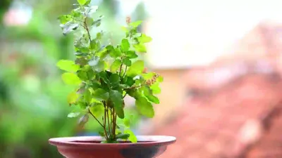 सर्दी के मौसम में खराब होने से बचाएं अपनी तुलसी  tulsi plant care in winter
