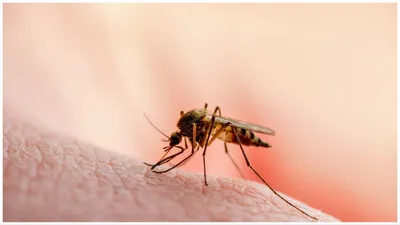 मच्छरों के काटने से बचने के लिए अपनाएं ये घरेलू उपाय  बीमारियों से भी रहेंगे दूर  mosquito bites remedies