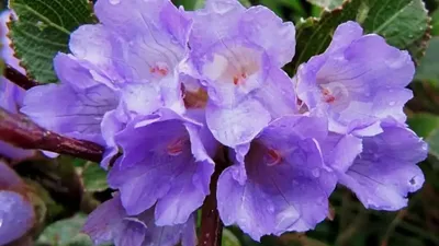 विश्व के दुर्लभ फूलों में से एक है नीलकुरिंजी फूल  12 साल में खिलता है एक बार  neelakurinji flowers