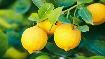 benefits of lemon  10 फायदे नीबूं के