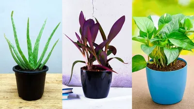 बिना बीज के ऐसे उगाएं ये 4 पौधे  गार्डन दिखेगा खूबसूरत  home gardening ideas