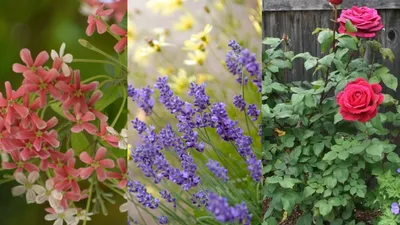 इन 5 पौधों में खुशबू के साथ जुड़े हैं सेहत के लाभ  plants for health