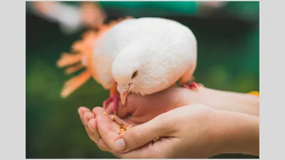 क्या आप जानते हैं पक्षियों को दाना खिलाने के ये लाभ  चमक सकती है किस्मत  feeding birds astro