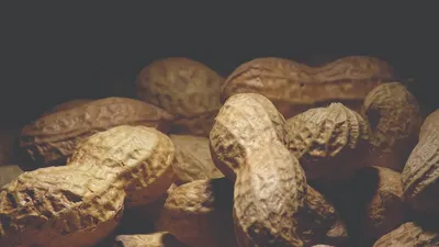 सर्दियों का मेवा मूंगफली  सोच समझ कर खाएं  हो सकते हैं ये 3 बड़े नुकसान  peanut side effects