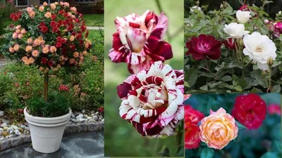एक पौधे में उगेंगे दो अलग रंगों के गुलाब  माली की बताई इस ट्रिक को करें फॉलो  gardening trick