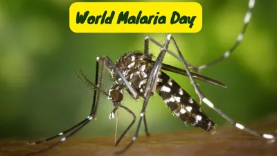 world malaria day   कुछ सावधानियां रखकर हम दूर कर सकते हैं मलेरिया का खतरा  जरूर अपनाएं ये तरीके