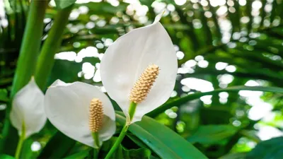 घर की सजावट के लिए पीस लिली का पौधा कैसे उगाएं  peace lily gardening