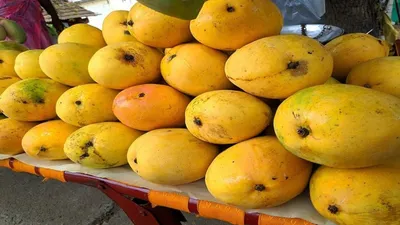 आमों में ये आम है ख़ास  जानिए लोकगीत में आम की लोकप्रियता  mango story
