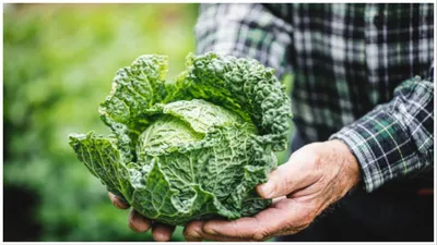 सेहत के लिए कमाल की है पत्तागोभी  खाने से सेहत को मिलते हैं ये 6 फायदे  cabbage health benefits 