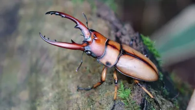 दुनिया का सबसे महंगा कीड़ा क्यों हैं स्टैग बीटल   stag beetle