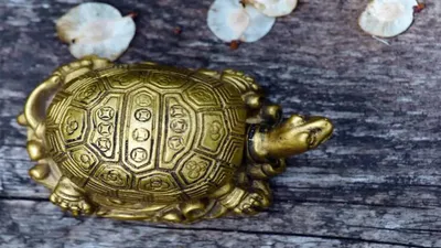 क्या घर में जीवित कछुआ रखना अच्छा होता है  tortoise vastu tips