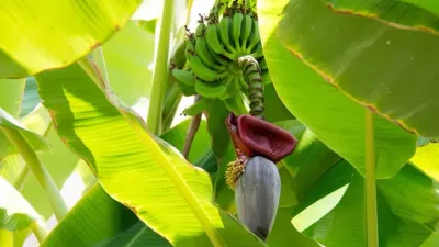 सेहत के लिए केला ही नहीं उसका फूल भी है असरदार  जानें क्या क्या होते हैं फायदे  banana flower benefits