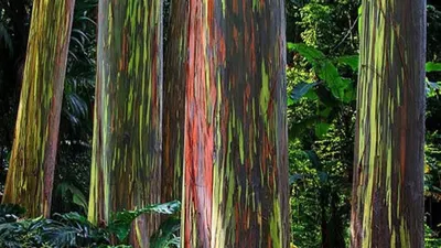 कुदरत का कमाल  पेड़ की छाल है इंद्रधनुष के रंगों जैसी  rainbow eucalyptus