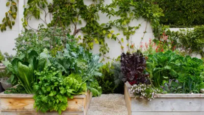 अपने गार्डन में सब्जियां उगाते समय ना करें ये गलतियां  gardening mistakes