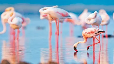 pink flamingo   कभी देखा गुलाबी फ्लेमिंगों का डांस