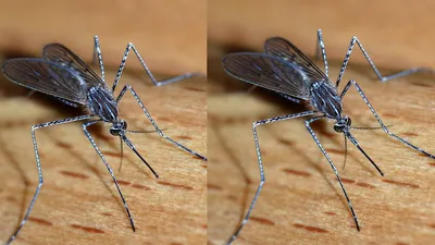 मच्छरों को घर से दूर भागने के लिए घर के गमलों में लगाएं लहसुन के साथ ये पौधे  mosquito repellent plants