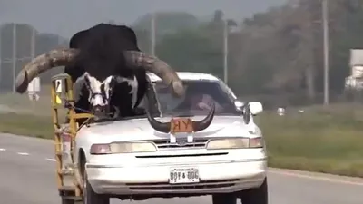 कार मोडिफाई कराकर बैल को घुमाने निकला शख्स  पुलिस ने किया गिरफ्तार  giant bull in car