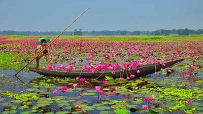खूबसूरत वाटर लिली से सज गए तालाब  bangladesh water lily