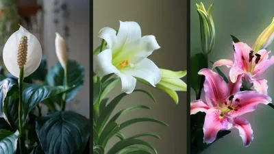 गर्मियों में घर पर सजाएं रंगबिरंगे  समर स्पेशल लिली प्लांट्स   summer lily plants