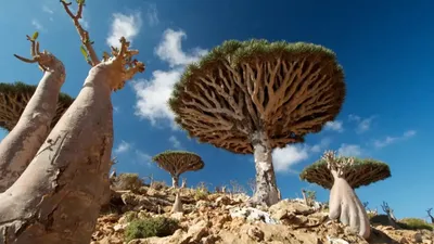 इस जगह को कहते हैं धरती का  एलियन आइलैंड   जानिए क्यों  yemen socotra island