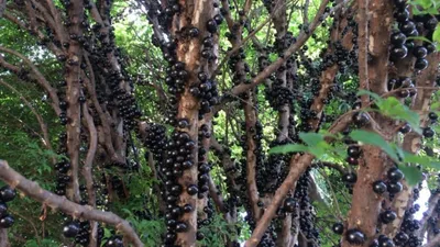 बड़ा विचित्र है ये पेड़  टहनियों की जगह तनों पर उगते फल  jaboticaba tree