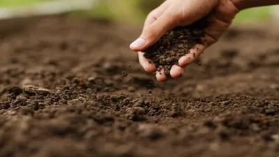 एक नहीं कई तरह की हो सकती है मिट्टी  हमारे देश में पाई जाने वाली मिट्टियों के प्रकार के बारे में जानें  types of soil in india