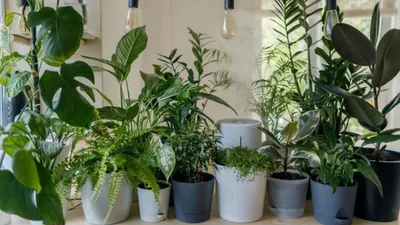 घर में इन पांच पौधों को रखने से बनी रहती है शांति  plants for home peace