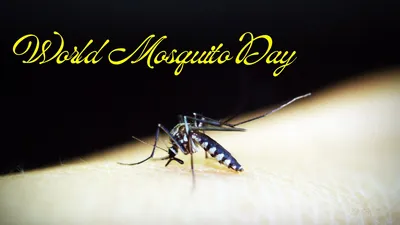 world mosquito day    हानिकारक केमिकल से नहीं  घरेलू तरीकों से दूर भगाएं मच्छरों को