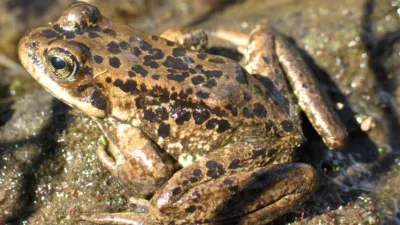 मेंढकों की शादी  मानसून को रिझाने का अनूठा रिवाज  जानें कैसी है ये परंपरा  frog marriage story