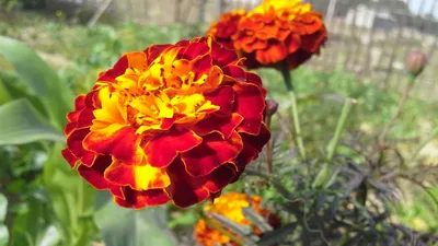 गेंदे के फूल लगाना चाहते हैं  तो इन बातों को ज़रूर जान लें  planting of marigold
