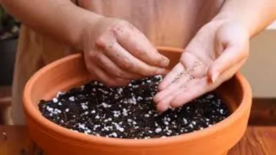 गमले की मिट्टी ऐसे तैयार करें  पौधे कभी खराब नहीं होंगे  gardening tips