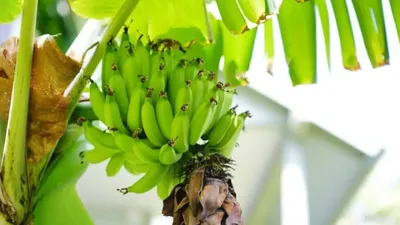 कच्चे केले कर सकते हैं दिल की सुरक्षा यह हैं अन्य फायदे  raw banana benefits