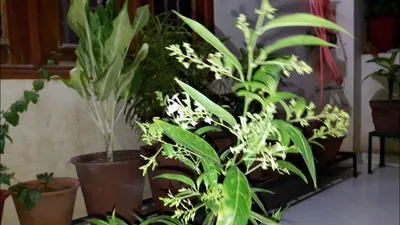 रातरानी के साथ लगाएं ये 4 पौधे  महक उठेगा घर आंगन  fragrant plants for home