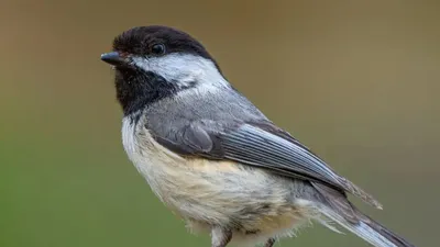 इस छोटे से पक्षी की याद्दाश्त है कमाल की  वैज्ञानिकों ने जानी इसकी वजह  chickadee birds