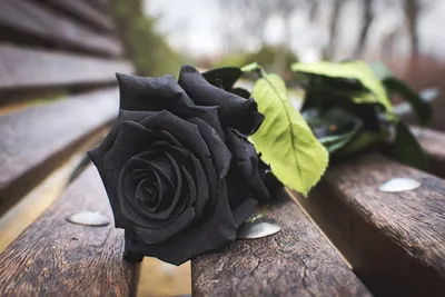 काले गुलाब की खुशबू से महकेगा आपका घर  अपनाएं ये टिप्स  black rose plant