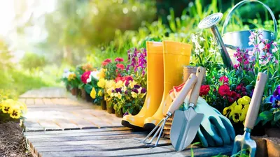 ऑर्गेनिक गार्डनिंग के सही तरीके और उपाय  जरूर आजमाएं  organic gardening