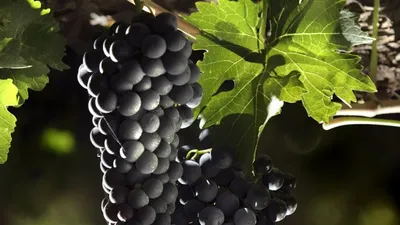 स्वास्थ्य के लिए काले अंगूरों के चमत्कारी लाभ  black grapes benefits