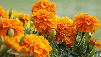 चाहते हैं गेंदे के फूलों की भरमार तो ऐसे करें बागवानी  अपनाएं ये टिप्स  marigold flowers gardening