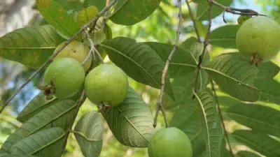 बगीचे की ज़रूरत नहीं पड़ेगी  गमले में इस तरह उगाएं ताज़े और स्वादिष्ट अमरूद  guava gardening