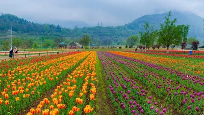 एशिया का सबसे बड़ा ट्यूलिप गार्डन पर्यटकों के लिए खुला  16 लाख फूलों से सजी घाटी  tulip garden