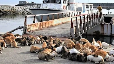 जापान के इस आइलैंड पर बिल्लियों का है राज  cat island