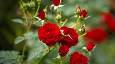कटिंग से गुलाब उगाने का आसान तरीका  जानिए कैसे उगाएं  gardening tips