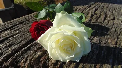 हर गुलाब की है अपनी कहानी  जानिए गुलाब के रंगों में छिपा महत्व  rose colour meaning