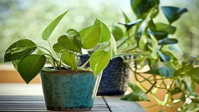 मनी प्लांट को हरा भरा बनाए रखने के लिए इस तरह करें देखभाल  money plant care tips