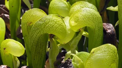 सांप के फन की तरह नज़र आता है ये अनूठा पौधा  cobra lily plant