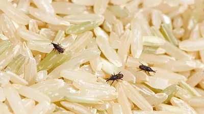 सर्दियों के मौसम में चावल में पड़ जाते हैं कीड़ें  तो दादी मां के ये नुस्‍खे आएंगे काम  keep bugs away from rice