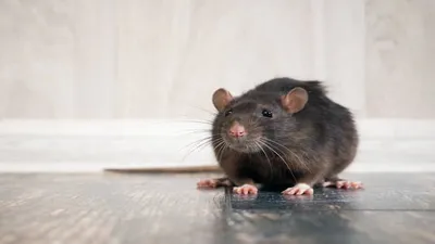 चूहों और चुहियों को घर से भगाने के कुछ आसान और घरेलू उपाय  get rid of rats