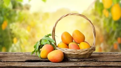 जानिए आम खाने का क्या है सही समय   time of eating mango