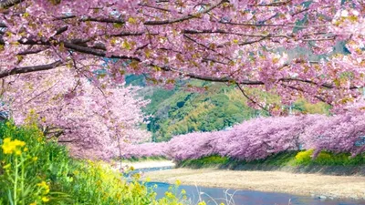 जापान में समय से पहले ही शुरू हो गया चेरी ब्लॉसम का सीज़न  japanese cherry blossom