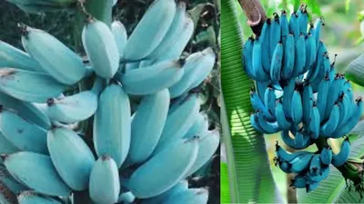 नीले केले का अद्भुत स्वाद  जानिए कहां होती है इसकी खेती  blue banana facts